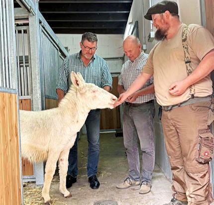 Seltene Asinara-Eselstute zieht in den Tierpark ein